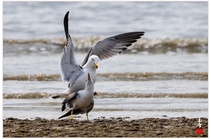 괭이갈매기의 사랑