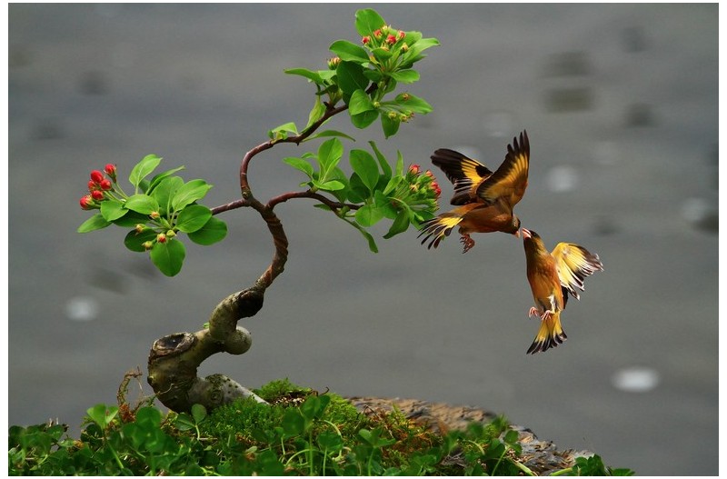 버블링 하는 방울새`