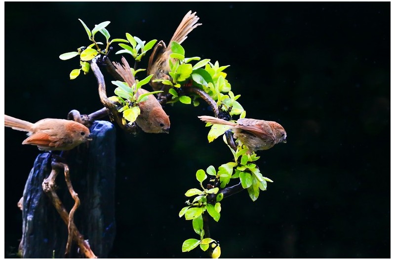 붉은머리 오목누이 산책`