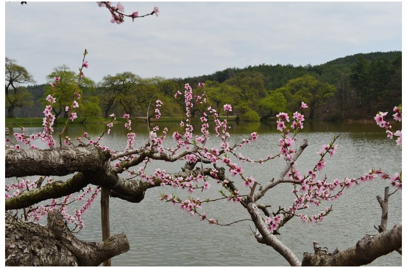 반곡지의 봄