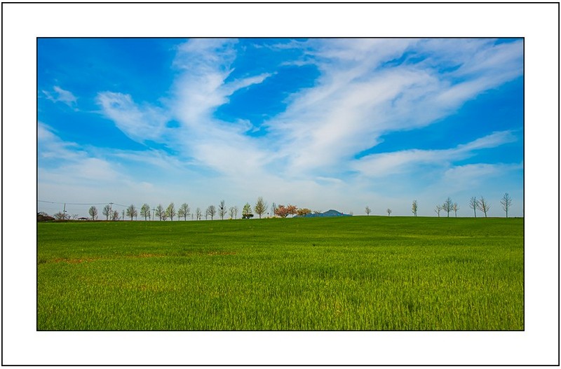 보리밭의  봄...