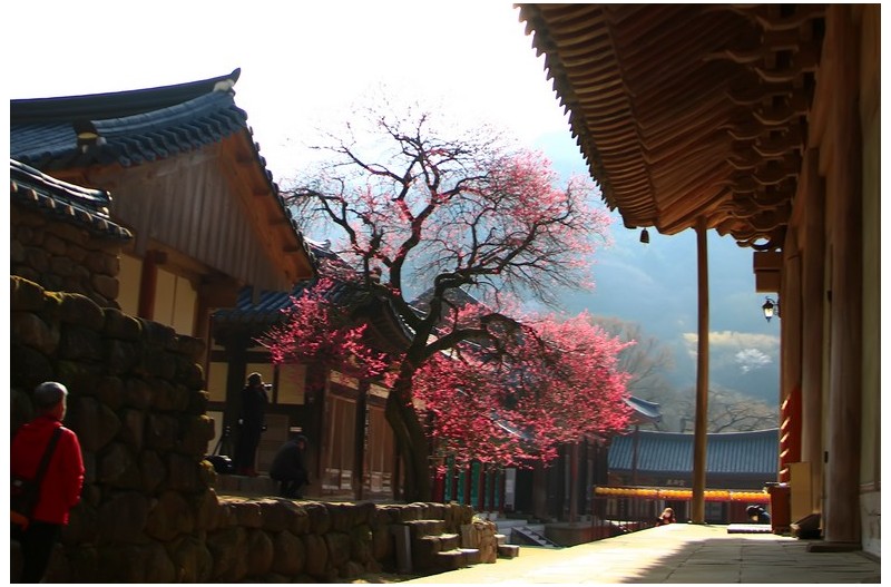 화엄사의 연등과 흑매`