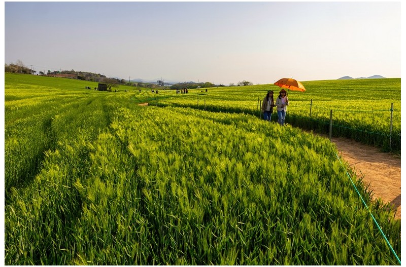보리밭의 향기