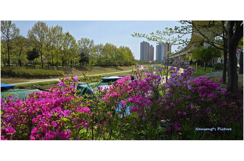 해빈천변의 철쭉 ----