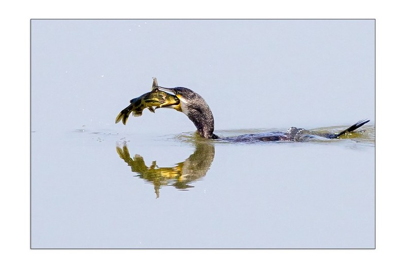 가마우지  먹이사냥
