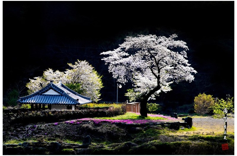 봄날은 흘려가는 봄