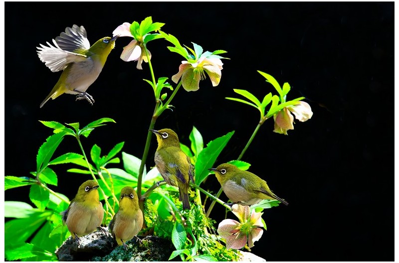 동박이 산책----`