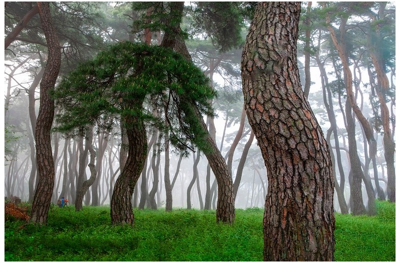 안개낀 솔숲