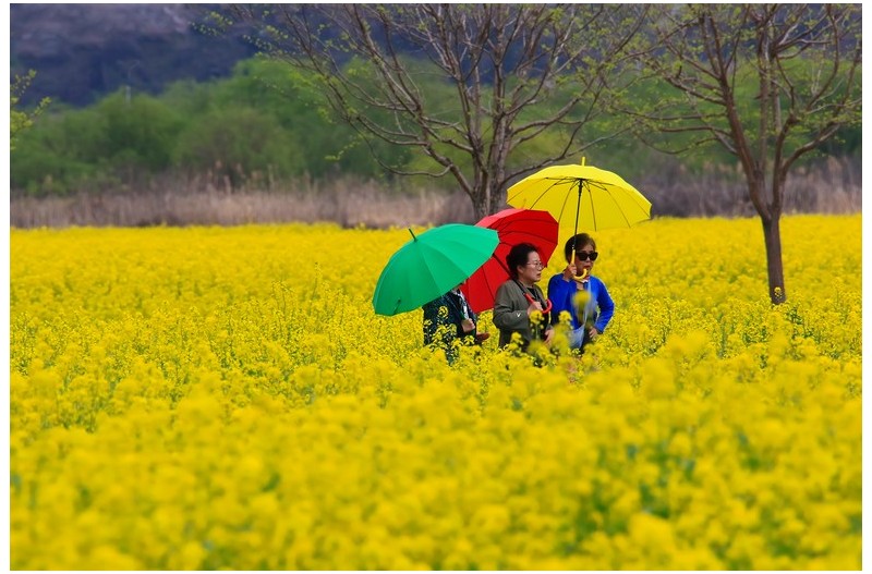 유채향기에 졎은 여인들`