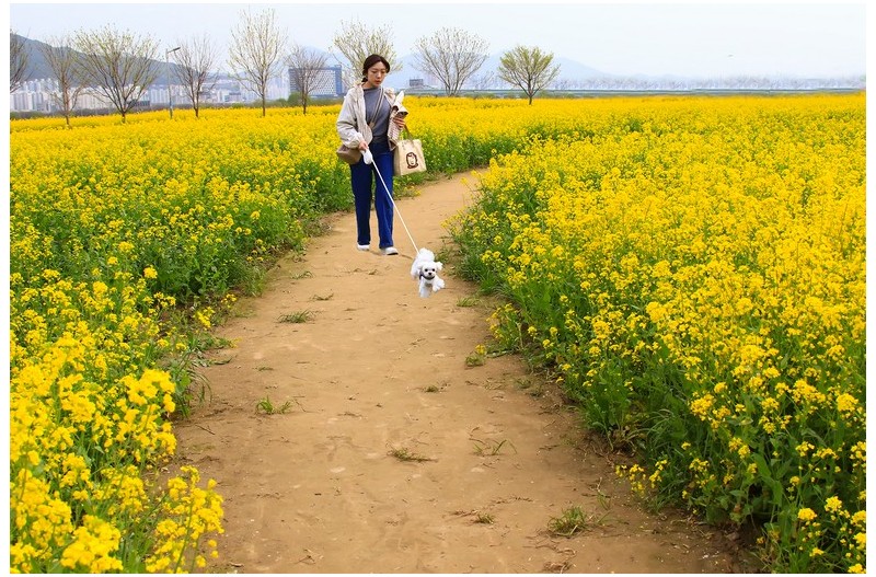 유채꽃 향기에 취한 여인`