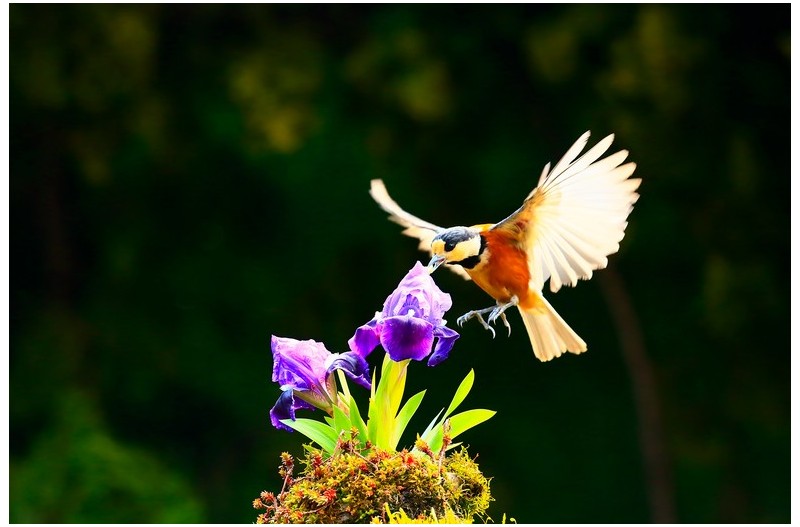 곤줄박이와 딱새`