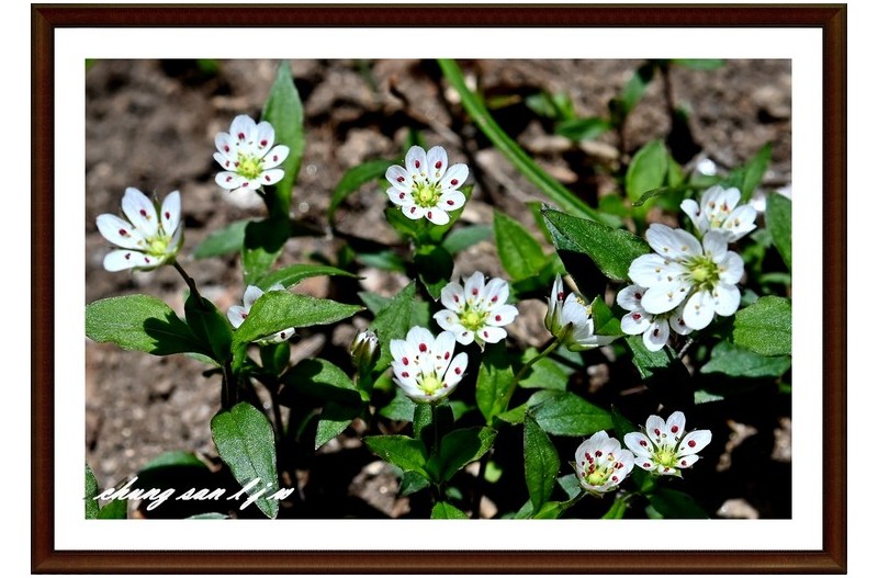 이름 모를  야생화