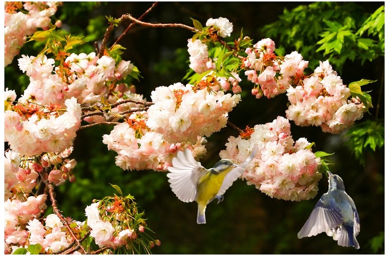 껍벗꽃과 노랑배 진박새`