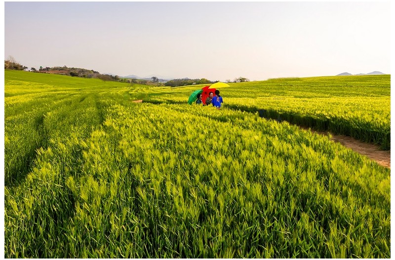 보리밭 전경`