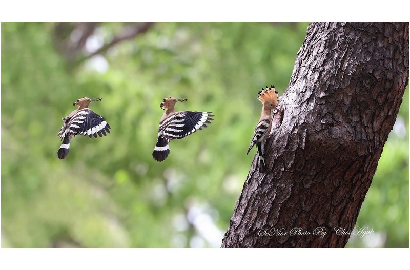 ㅡㅡㅡ   그곳은지금  포란중   ㅡㅡㅡ