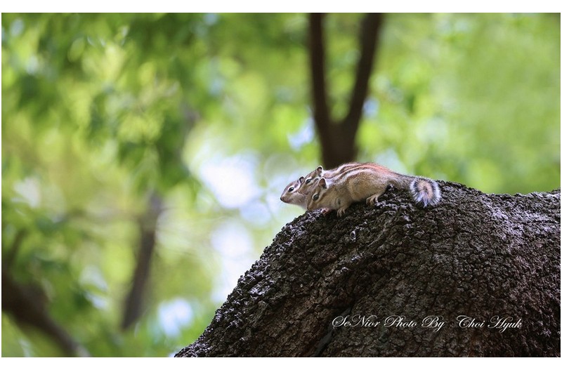 ㅡㅡㅡ   세상구경   ㅡㅡㅡ