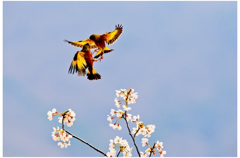 방울새 놀이터`