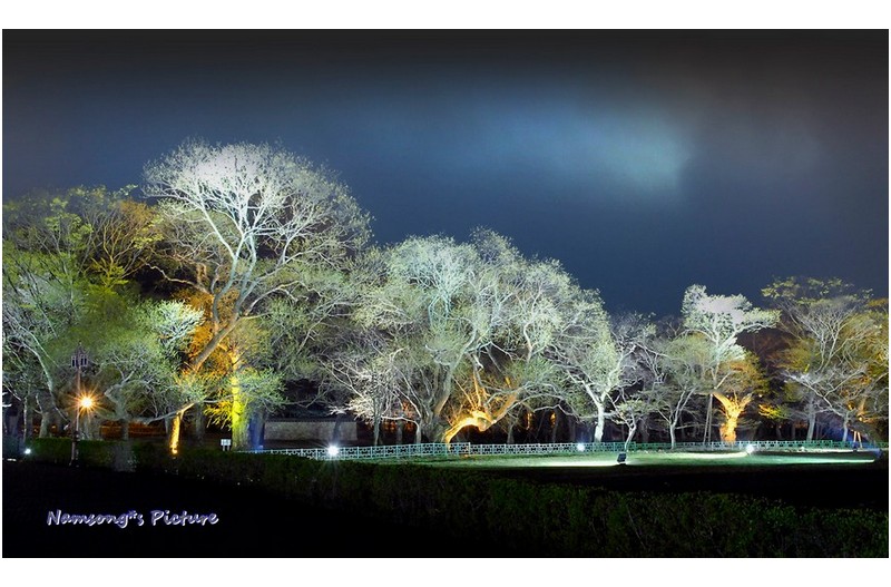 어느 왕릉의 숲 ----