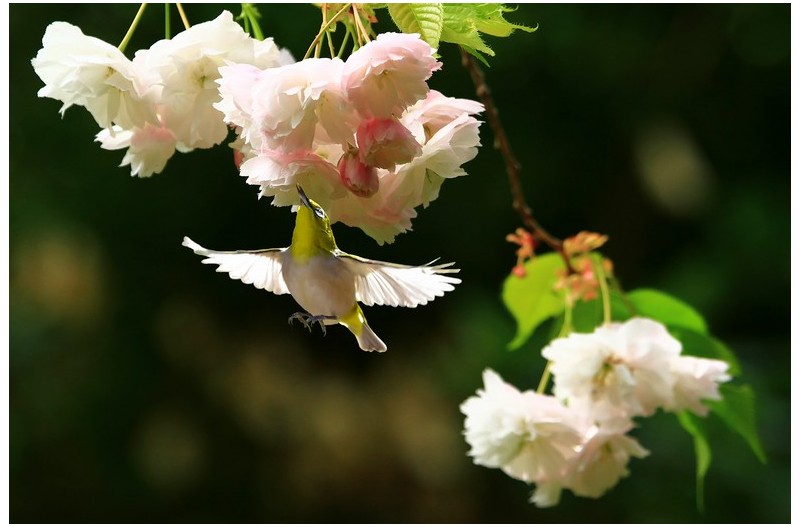 아름다운 동박새`