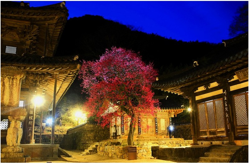 봄의 상징 자장매