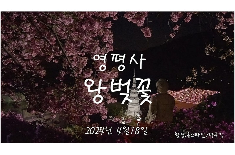영평사왕벚꽃 만개
