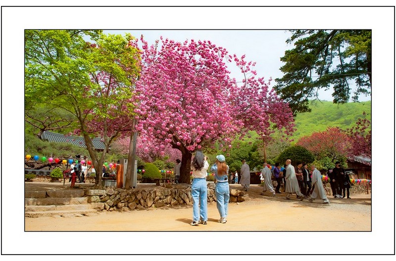 겹벚꽃핀 선암사...