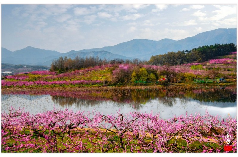 복사꽃이 아름다운날-2-