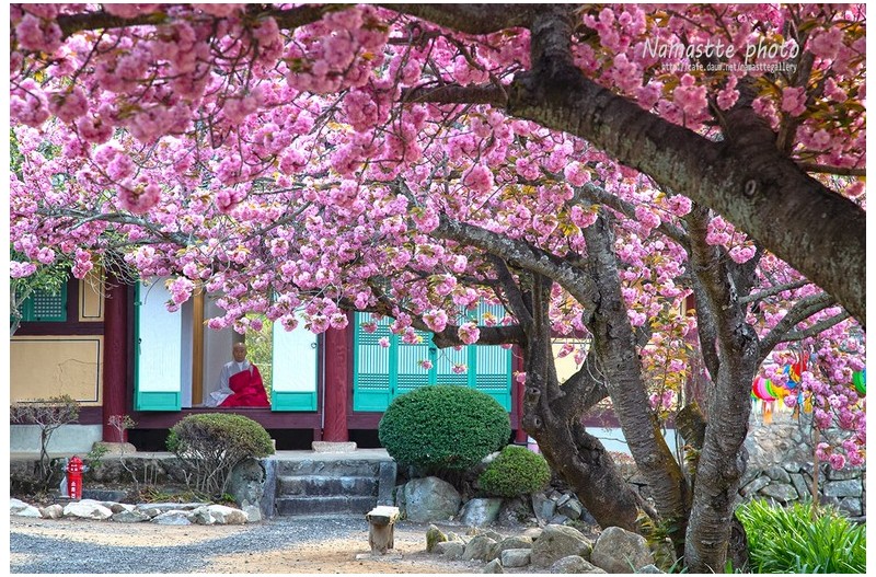 꽃이 피거나 지거나