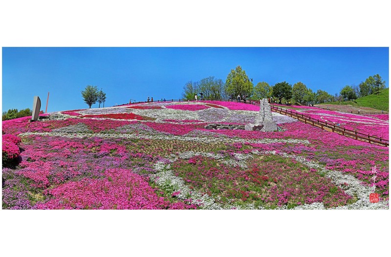 꽃잔디 동산(파노라마)