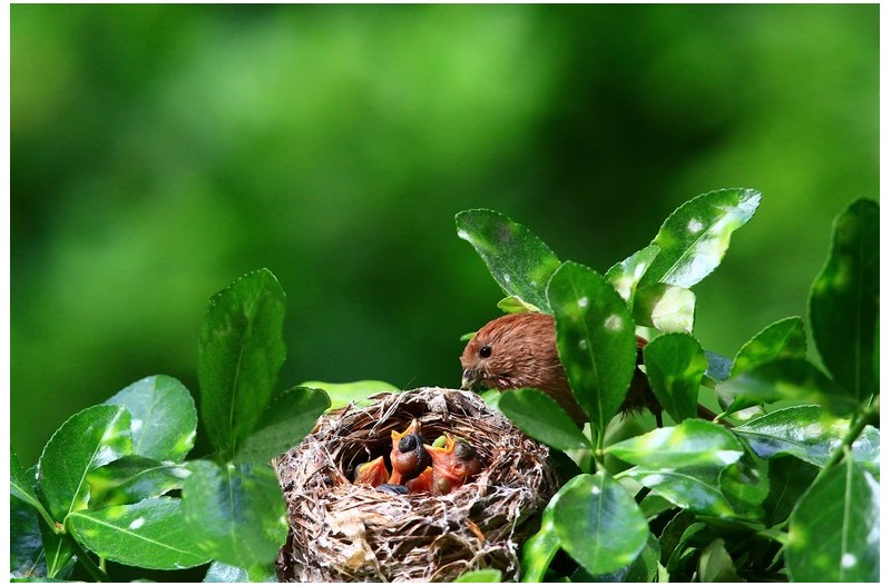 붉은머리 오목누이 육추`