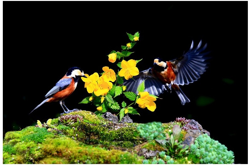 황매화에 들어온 멋진 새`