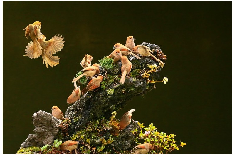 붉은머리 오목누이 노리터``