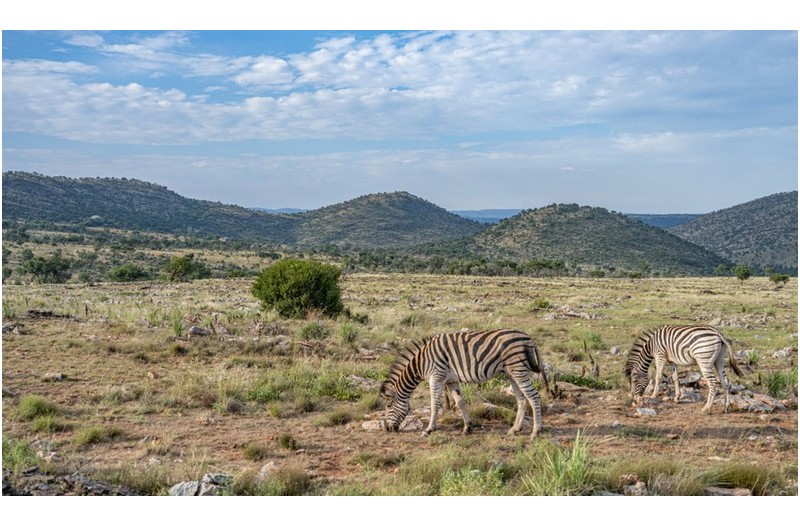 야생의 아프리카,,,