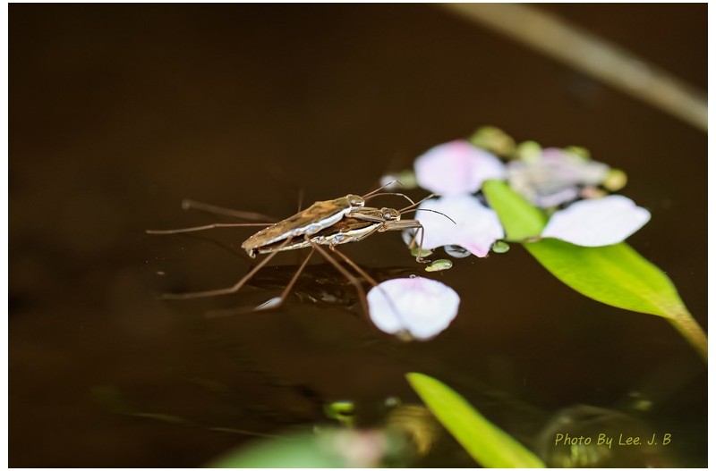 소금쟁이 짝짓기