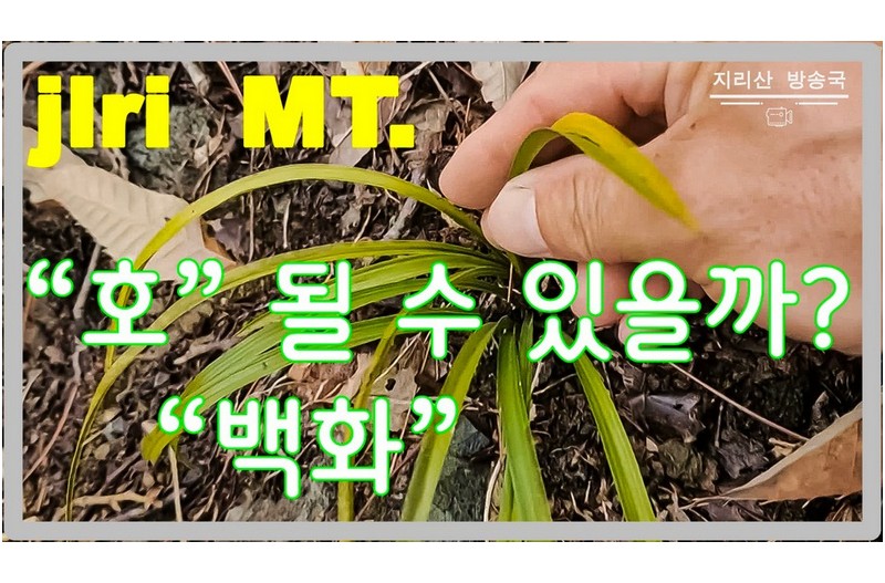 이보다 더 좋은 백화는 없다.