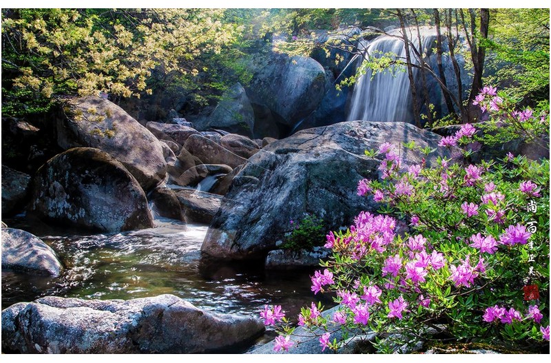폭포와 수달래꽃