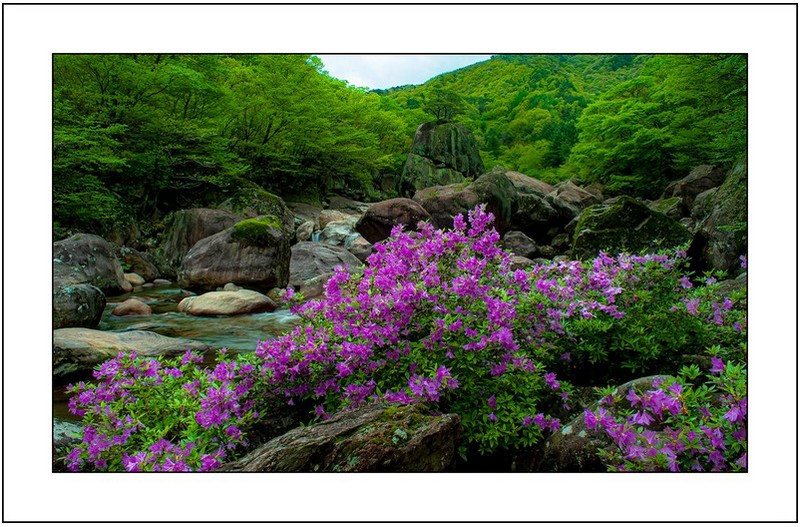 의신계곡의 봄,,