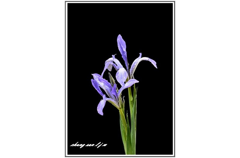 야 생 화 (이름 모름)