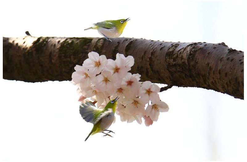 벗꽃에 들어온 멋진 새