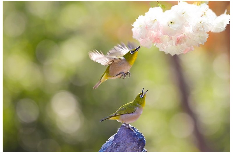 멋진껍벗꽃과 멋진 새`