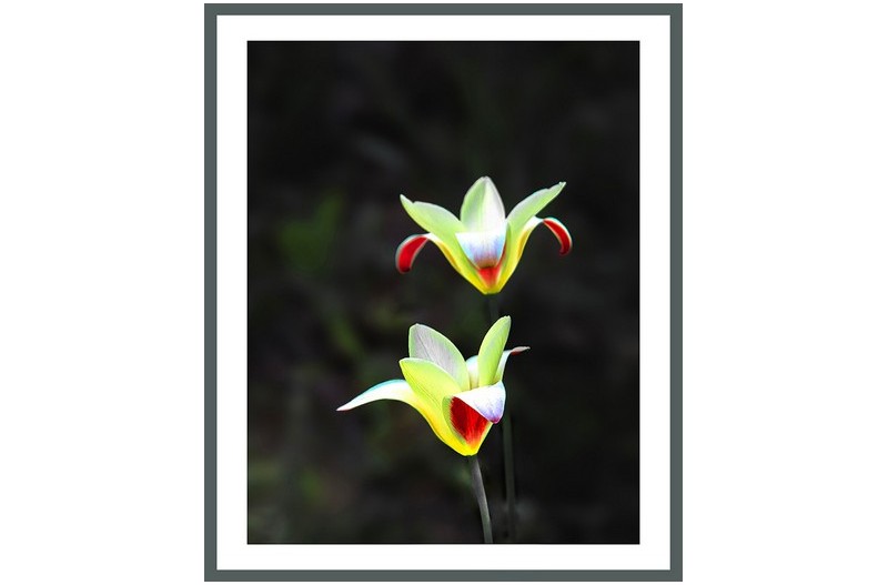 물향기수목원꽃 ? ...........