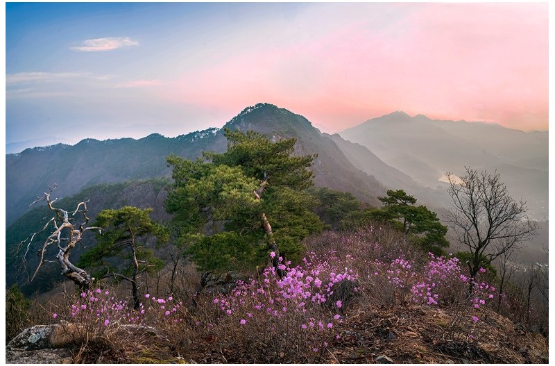 진달래 핀 산정