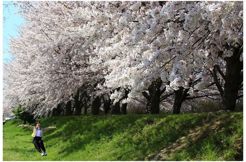 벗꽃과 함께````