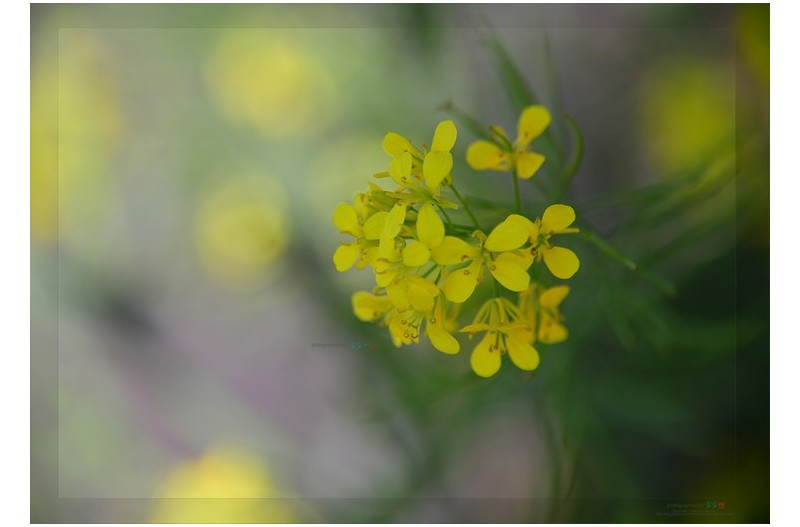 유채꽃 매력...