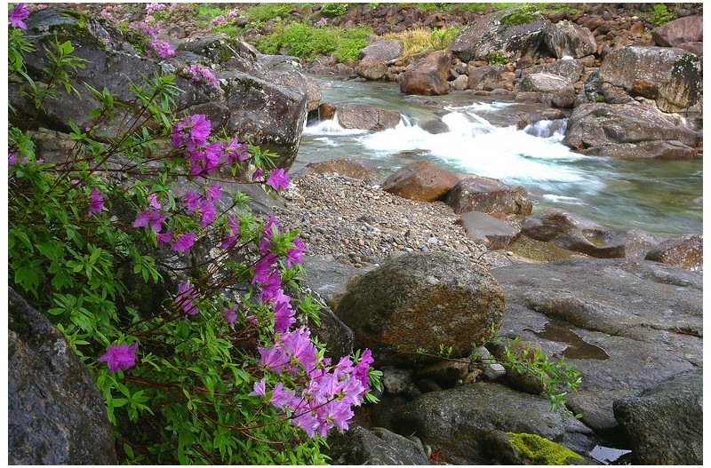 달궁계곡 수달래