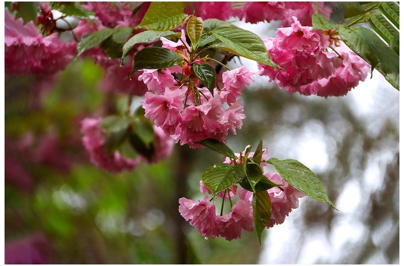 비오던날 - 겹벚꽃