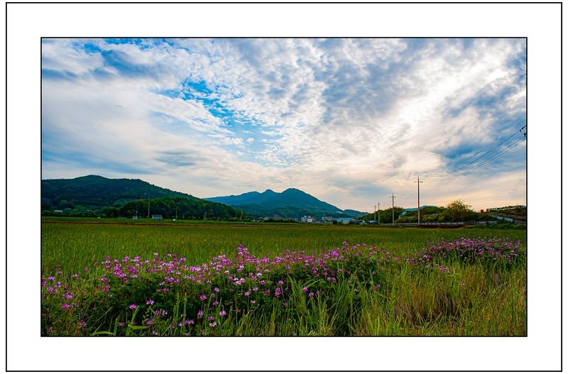 자운영이 핀 풍경..