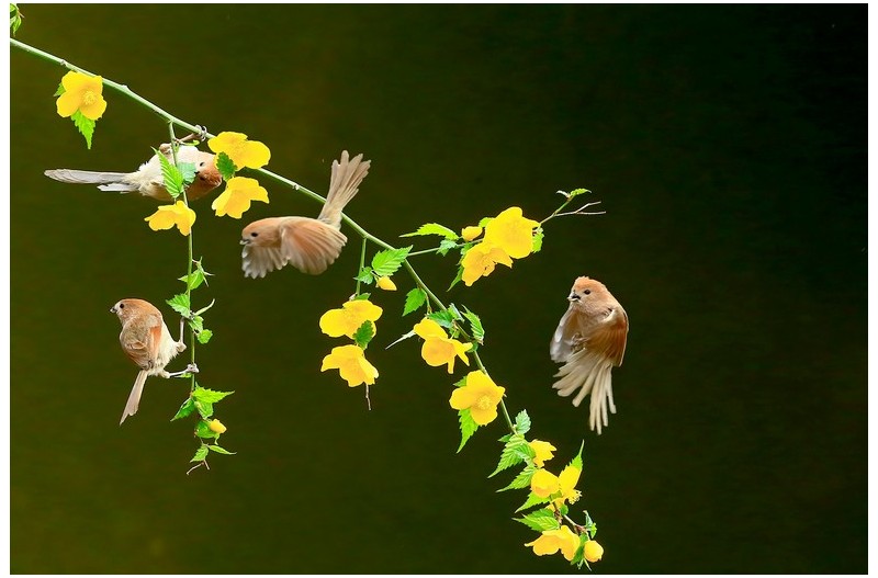 황매에 들어온 붉은머리 오목누이`