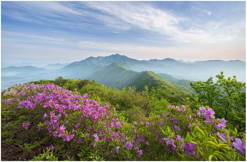 그곳에 꽃이 피다