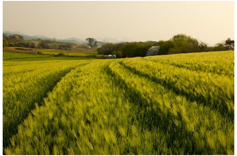 보리밭의 전경`